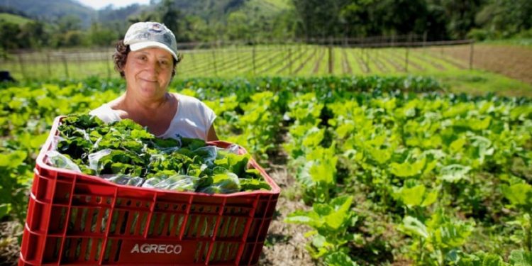 Mulheres no Brasil, culturalmente, são responsáveis por guardar e repassar a filhos e filhas os saberes ancestrais sobre alimentação e bem-estar familiar - Foto: Arquivo / MDA