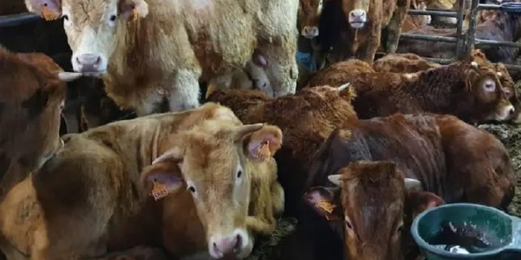 Concluye el sacrificio de los casi 900 terneros que estuvieron más de dos meses en el mar-fronteiralivre Concluye el sacrificio de los casi 900 terneros que estuvieron más de dos meses en el mar-fronteiralivre