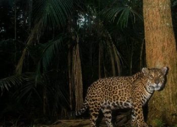 Publicação apresenta a rica diversidade presente na unidade de conservação -