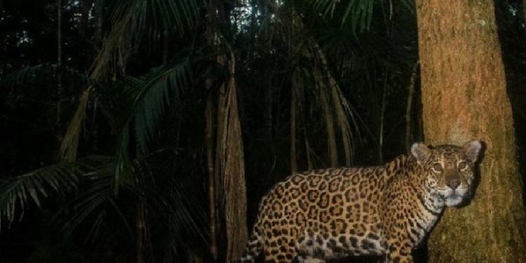 Publicação apresenta a rica diversidade presente na unidade de conservação - Publicação apresenta a rica diversidade presente na unidade de conservação -
