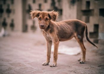 Orientação para evitar leishmaniose é manter cães sem acesso livre à rua e usando coleiras repelentes