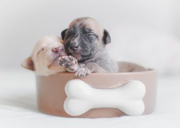 Foto: Sergio  Souza/Pexels