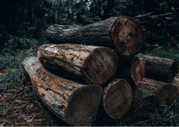 Foto: Sharad Bhat/Pexels