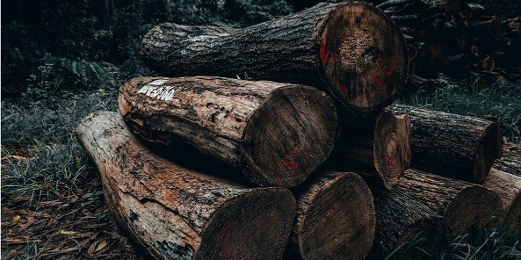 Foto: Sharad Bhat/Pexels Foto: Sharad Bhat/Pexels