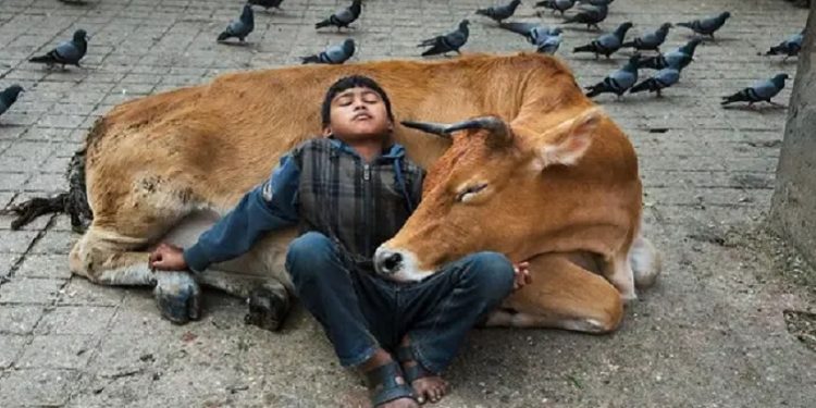 Pandemia promove reflexão sobre relação entre animais humanos e não humanos-fronteiralivre Pandemia promove reflexão sobre relação entre animais humanos e não humanos-fronteiralivre
