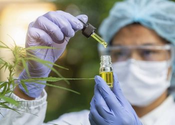 The hands of scientists dropping marijuana oil for experimentation and research,  Concept of herbal alternative medicine, cbd hemp oil, pharmaceptical industry.