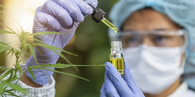 The hands of scientists dropping marijuana oil for experimentation and research, Concept of herbal alternative medicine, cbd hemp oil, pharmaceptical industry. The hands of scientists dropping marijuana oil for experimentation and research, Concept of herbal alternative medicine, cbd hemp oil, pharmaceptical industry.