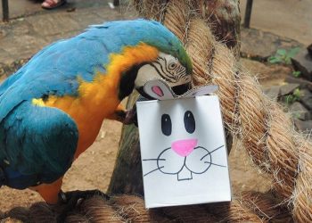 Foto: Parque das Aves