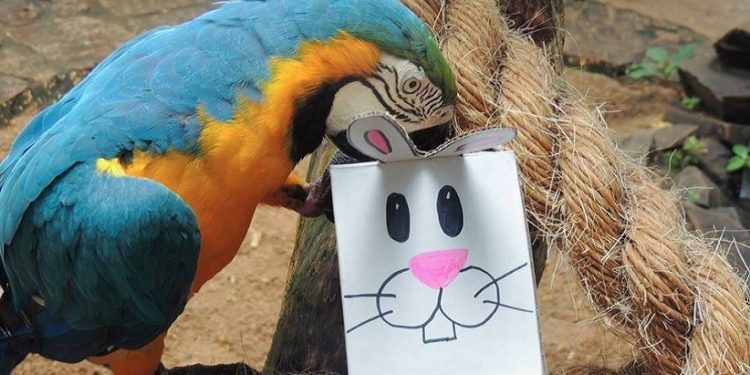 Foto: Parque das Aves