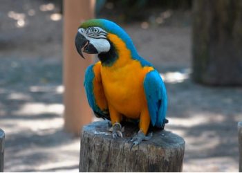 O Parque das Aves ficou em 7º lugar entre os pontos turísticos que mais deixam as pessoas felizes no mundo em 2023, segundo pesquisa da Casago.