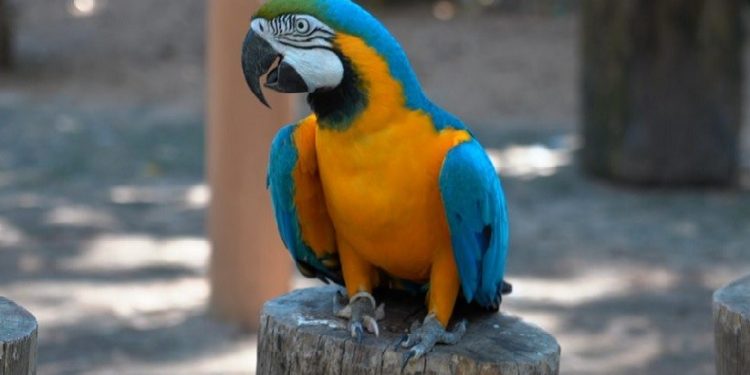 O Parque das Aves ficou em 7º lugar entre os pontos turísticos que mais deixam as pessoas felizes no mundo em 2023, segundo pesquisa da Casago. O Parque das Aves ficou em 7º lugar entre os pontos turísticos que mais deixam as pessoas felizes no mundo em 2023, segundo pesquisa da Casago.