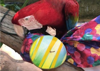 Foto: Parque das Aves