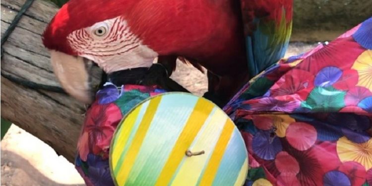 Foto: Parque das Aves Foto: Parque das Aves