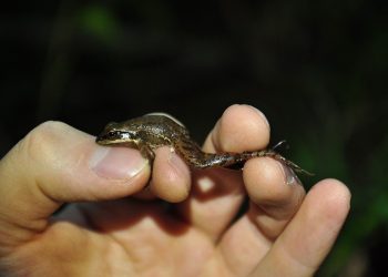 A rã das corredeiras pode ser considerada uma espécie em perigo de extinção – foto: Renato Gaiga/Biotropica Consultoria Ambiental