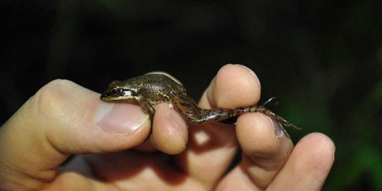 A rã das corredeiras pode ser considerada uma espécie em perigo de extinção – foto: Renato Gaiga/Biotropica Consultoria Ambiental A rã das corredeiras pode ser considerada uma espécie em perigo de extinção – foto: Renato Gaiga/Biotropica Consultoria Ambiental