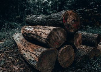Foto: Sharad Bhat/Pexels