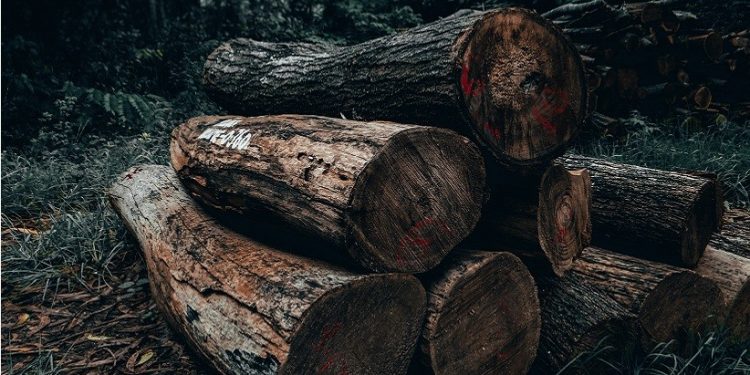 Foto: Sharad Bhat/Pexels Foto: Sharad Bhat/Pexels