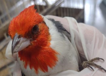 Agentes ambientais encontraram 13 aves mantidas em cativeiro em Campo Mourão; gaiolas estavam sujas e pássaros debilitados - Fotos: IAT