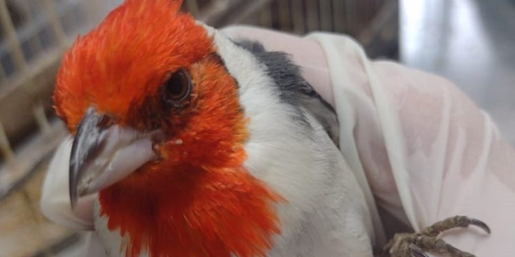 Agentes ambientais encontraram 13 aves mantidas em cativeiro em Campo Mourão; gaiolas estavam sujas e pássaros debilitados - Fotos: IAT Agentes ambientais encontraram 13 aves mantidas em cativeiro em Campo Mourão; gaiolas estavam sujas e pássaros debilitados - Fotos: IAT