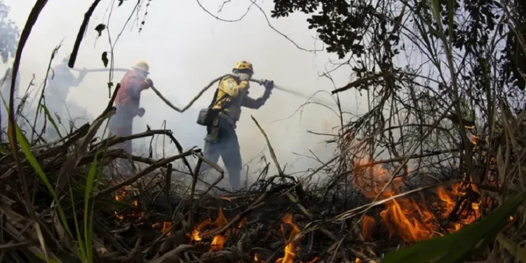 Combate a incêndios na região de Corumbá, no Mato Grosso do Sul. Foto: Fernando Donasci/MMA Combate a incêndios na região de Corumbá, no Mato Grosso do Sul. Foto: Fernando Donasci/MMA