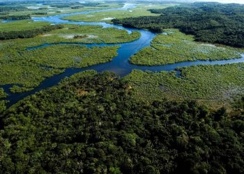Mata Atlântica - Brasil - Foto: Divulgação