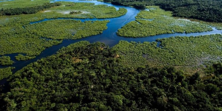 Mata Atlântica - Brasil - Foto: Divulgação