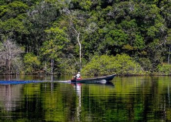 Trecho de floresta às margens do Rio Negro, na Amazônia. Foto: Fabio Rodrigues-Pozzebom / Agência Brasil