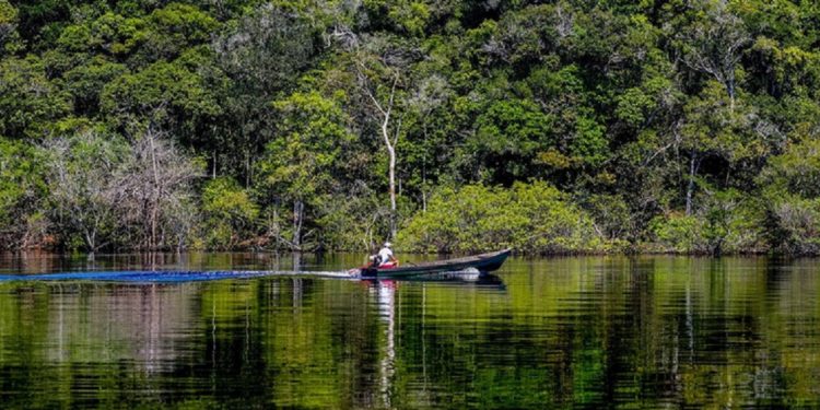 Trecho de floresta às margens do Rio Negro, na Amazônia. Foto: Fabio Rodrigues-Pozzebom / Agência Brasil Trecho de floresta às margens do Rio Negro, na Amazônia. Foto: Fabio Rodrigues-Pozzebom / Agência Brasil