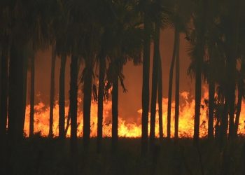 Cada año los incendios son más voraces en el Pantanal. Destruyen millones de hectáreas de bosques y campos. Alto Paraguay, Chaco. - Foto: Joel Recalde
