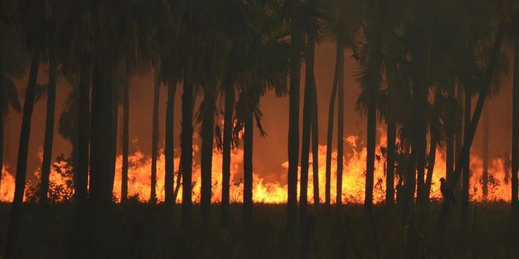 Cada año los incendios son más voraces en el Pantanal. Destruyen millones de hectáreas de bosques y campos. Alto Paraguay, Chaco. - Foto: Joel Recalde Cada año los incendios son más voraces en el Pantanal. Destruyen millones de hectáreas de bosques y campos. Alto Paraguay, Chaco. - Foto: Joel Recalde