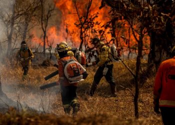 Brigadistas e bombeiros combatem incêndio em área de Cerrado no Distrito Federal: bioma tem mais queimadas do que a Amazônia ( Foto: Marcelo Camargo/Agência Brasil