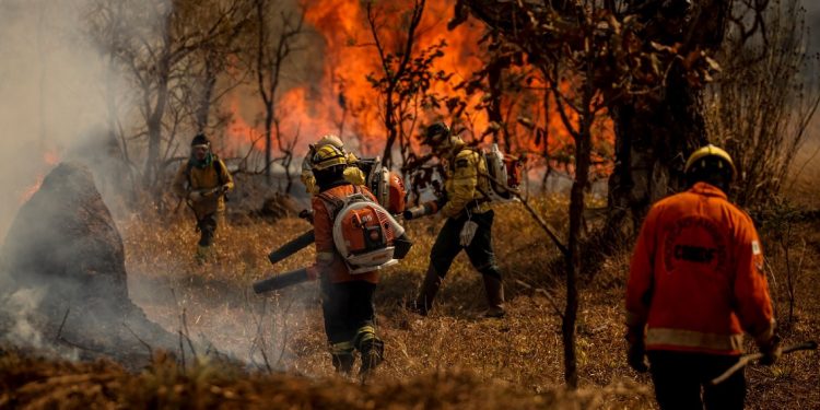 Brigadistas e bombeiros combatem incêndio em área de Cerrado no Distrito Federal: bioma tem mais queimadas do que a Amazônia ( Foto: Marcelo Camargo/Agência Brasil Brigadistas e bombeiros combatem incêndio em área de Cerrado no Distrito Federal: bioma tem mais queimadas do que a Amazônia ( Foto: Marcelo Camargo/Agência Brasil