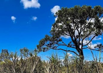 O Cerrado estende-se por todas as regiões brasileiras, mas com maior expressão no Centro-Oeste, onde ocupa mais da metade do território - Foto: Juca Varella/Agência Brasil