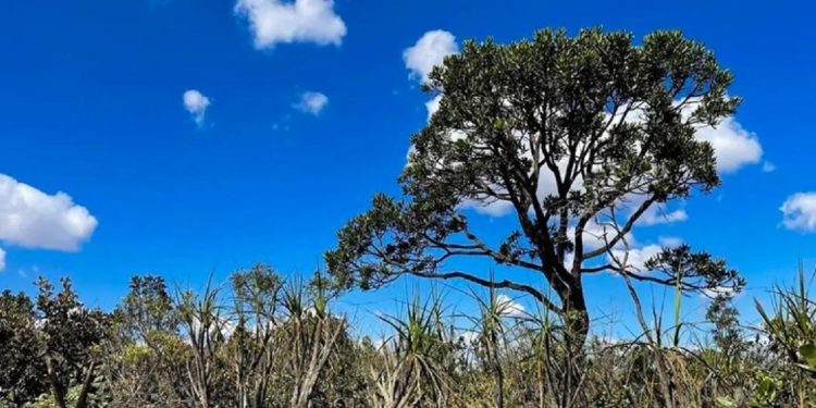 O Cerrado estende-se por todas as regiões brasileiras, mas com maior expressão no Centro-Oeste, onde ocupa mais da metade do território - Foto: Juca Varella/Agência Brasil O Cerrado estende-se por todas as regiões brasileiras, mas com maior expressão no Centro-Oeste, onde ocupa mais da metade do território - Foto: Juca Varella/Agência Brasil