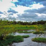 Campos rebosantes en temporadas de lluvias. Zona del Pantanal, Chaco paraguayo - Foto: Joel Recalde