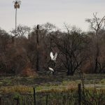 Dos tuyuyús a orillas de un bosque quemado. Alto Paraguay, Chaco - Foto: Joel Recalde