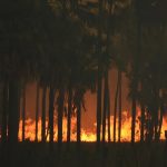 Cada año los incendios son más voraces en el Pantanal. Destruyen millones de hectáreas de bosques y campos. Alto Paraguay, Chaco. - Foto: Joel Recalde