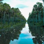 En época de lluvias así se ven los campos, pero las aguas desaparecen rápidamente. Zonal del Pantanal, Alto Paraguay, Chaco - Foto: Joel Recalde
