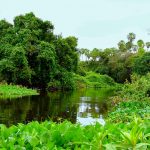 Riachos llenos de agua, cuando el Pantanal está rebosante. Muchos de estos riachos están secos actualmente. Alto Paraguay, Chaco - Foto: Joel Recalde