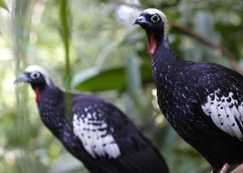 Crédito das imagens: Parque das Aves