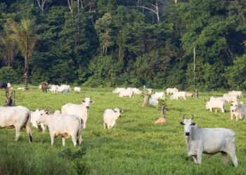 Desmatamento, incêndios e impunidade no campo abrem espaço para o agronegócio. Foto: Divulgação