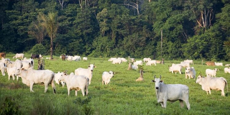 Desmatamento, incêndios e impunidade no campo abrem espaço para o agronegócio. Foto: Divulgação
