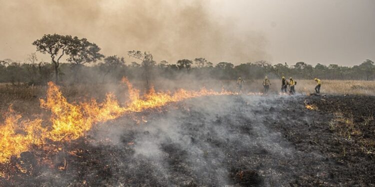 Além de buscar a recuperação das áreas, as ações pedem o bloqueio de bens dos acusados, a proibição de explorar de qualquer modo a área desmatada, a suspensão de incentivos ou benefícios fiscais e a proibição de acesso a linhas de crédito concedidas pelo Poder Público - Foto: Mayangdi Inzaulgarat/Ibama Além de buscar a recuperação das áreas, as ações pedem o bloqueio de bens dos acusados, a proibição de explorar de qualquer modo a área desmatada, a suspensão de incentivos ou benefícios fiscais e a proibição de acesso a linhas de crédito concedidas pelo Poder Público - Foto: Mayangdi Inzaulgarat/Ibama