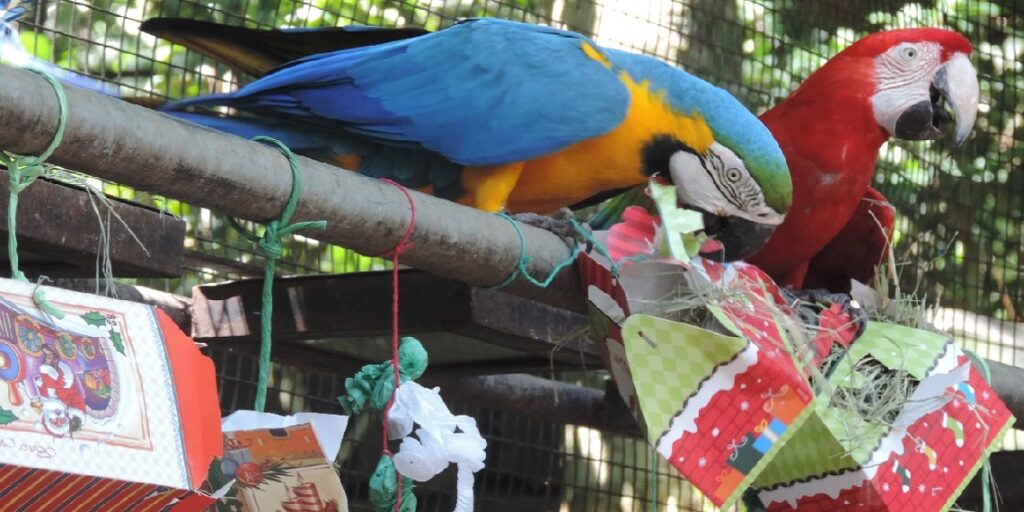 Foto: Divulgação/Parque das Aves