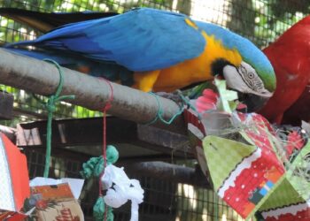 Foto: Divulgação/Parque das Aves