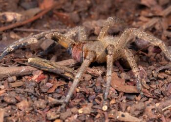 Phoneutria, popularmente chamada de aranha-armadeira ou macaca (Foto: internet)