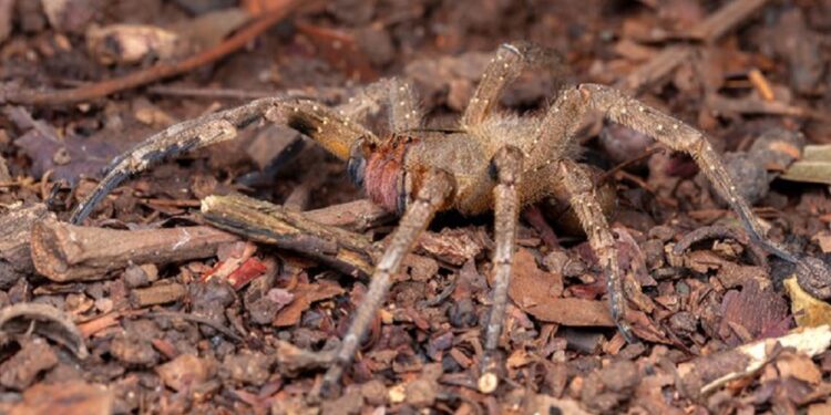 Phoneutria, popularmente chamada de aranha-armadeira ou macaca (Foto: internet) Phoneutria, popularmente chamada de aranha-armadeira ou macaca (Foto: internet)