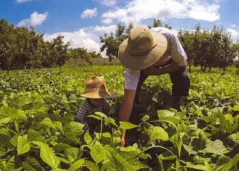 Criado para regularizar as dívidas e facilitar o acesso ao crédito, o Desenrola Rural deve ser lançado em 2025 e vai oferecer descontos de até 85% para agricultores familiares. Foto: Reprodução da Internet