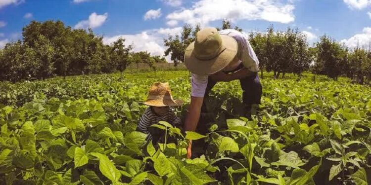 Criado para regularizar as dívidas e facilitar o acesso ao crédito, o Desenrola Rural deve ser lançado em 2025 e vai oferecer descontos de até 85% para agricultores familiares. Foto: Reprodução da Internet Criado para regularizar as dívidas e facilitar o acesso ao crédito, o Desenrola Rural deve ser lançado em 2025 e vai oferecer descontos de até 85% para agricultores familiares. Foto: Reprodução da Internet