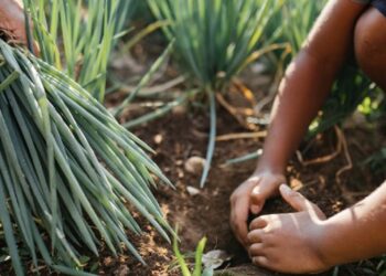 O número de endividados equivale a 25% dos 5,43 milhões de produtores, assentados e membros de comunidades tradicionais elegíveis para o Pronaf - Foto: Getty Images